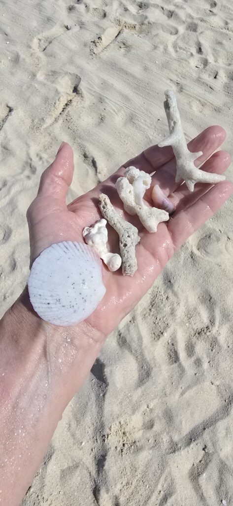 Sea shells